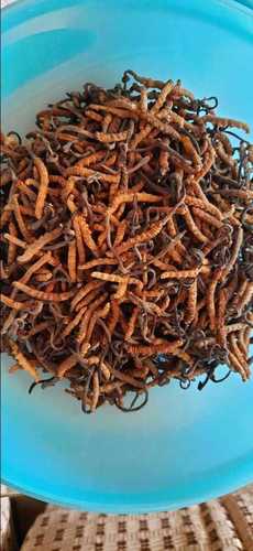 100 Percent Organic Catter Piller Fungus For Ayurvedic Medicinal