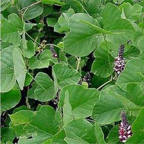 100 Pure And Herbal Pueraria Tuberosa Extract