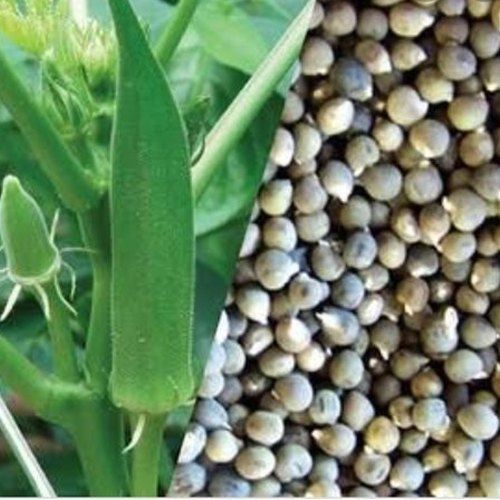Hybrid Lady Finger Seeds, Good Source Of Vitamin C, Folate And Fiber