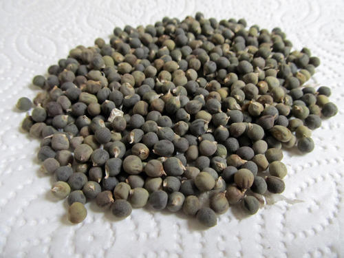 Brown Pure Crop Lady Finger Seed, Improving The Health And Fertility Of Plants