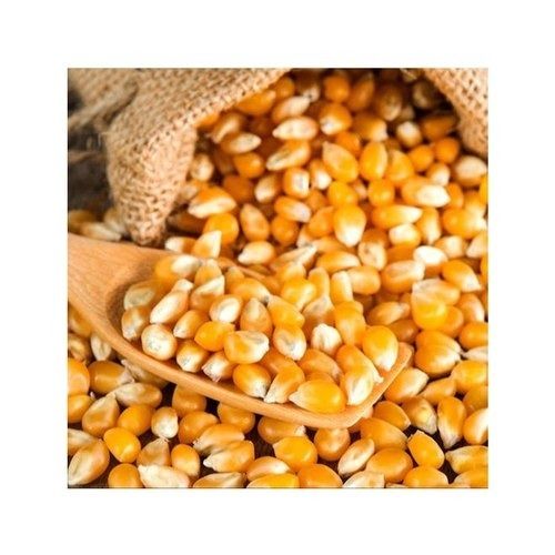 100 Percent Organic And Good Quality Sweet Corn Used In Many Food Variety