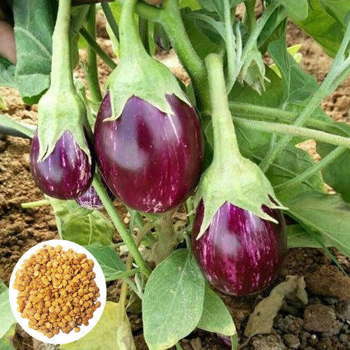 100 Percent Original And High Quality Hybrid Brinjal Vegetable Seeds, Resistant To Insects Or Diseases