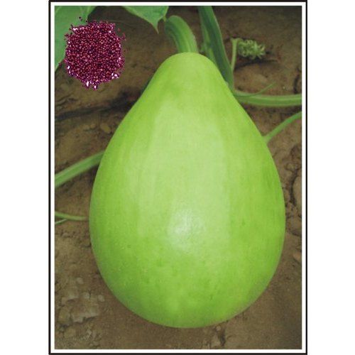 100 Percent Pure And Natural Makhan Hybrid Bottle Gourd Seeds, Long Duration Or Easy To Harvest