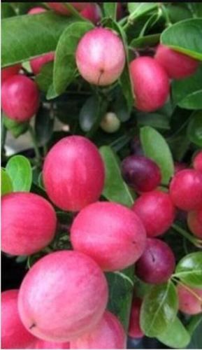 100 Percent Pure Natural Quality Cherry Fruit Pet Friendly Used For Food And Medicine