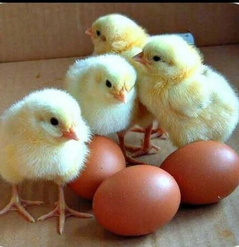 Broiler Chicken - Good Condition, 2-3.5Kg Weight , Yellow Color, Organic Nature, Nutritious, Sugar-Free, Cold Store & Individual Quick Freezing