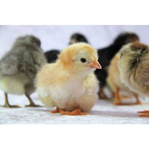 Dp Cross Chicks For Poultry Farm By Imranakhatun Enterprise