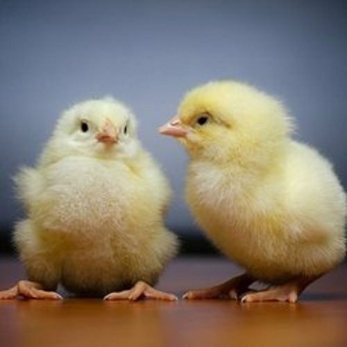 Low In Cholesterol High In Protein Healthy Baby Cream White Poultry Farm Chicks  Weight: 200 Grams (G)