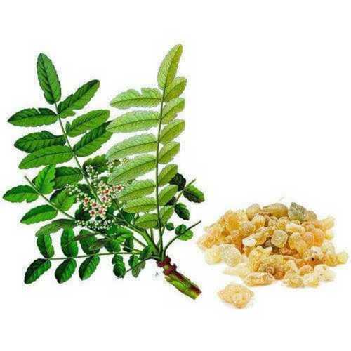 Boswellia Serrata Dry Extract with 3 Years of Shelf Life and 5 to 8 Ph Level