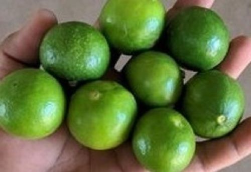 Good Source Of Vitamin And Calcium Juicy And Tangy Fresh Green Lemons