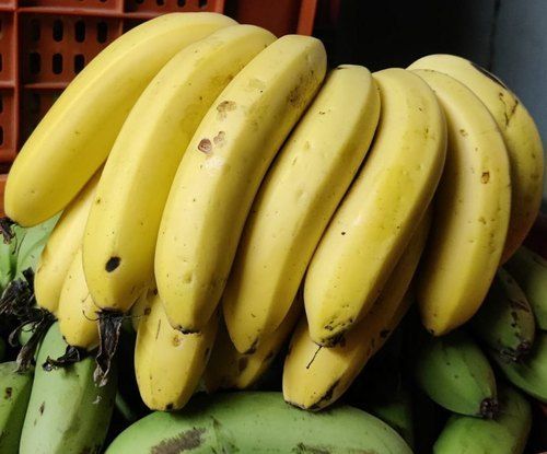 Natural Fresh And Healthy Good Source Of Vitamins And Minerals Yellow Banana