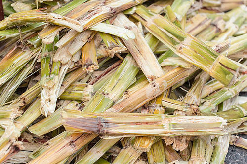 Iron Sugarcane Bagasse