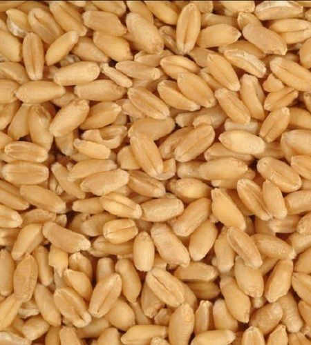 Wheat Seed And Brown Colour 