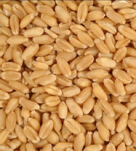 Wheat Seed And Brown Colour  Admixture (%): 99%