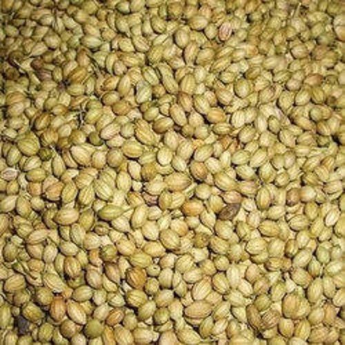 100 Percent Pure And Natural Healthy Dried Whole Coriander Seeds For Cooking