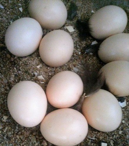 Chicken Brown Natural Country Eggs, For Household(Good Source Of Omega 3 Fatty Acid) Egg Weight: Between 50 And 70 G Grams (G)