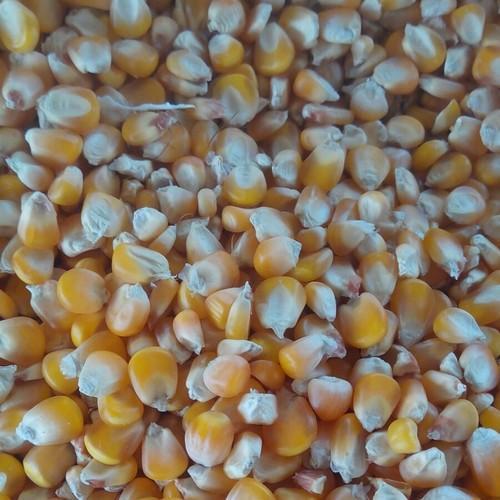 Good Source Of Fiber 100 Percent Natural Dried Yellow Maize Baby Corn Admixture (%): 2.5%