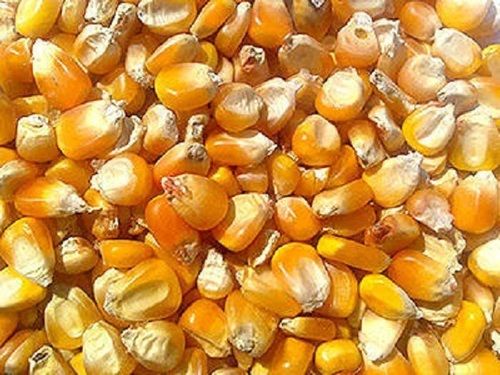 Good Source Of Fiber 100 Percent Natural Fresh Yellow Maize Baby Corn