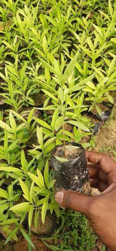 Green Sandalwood Plant Give Full Sun Exposure And Well Watered