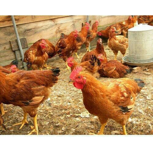 ब्राउन हाइब्रिड कंट्री चिकन (प्रोटीन, विटामिन और खनिज पोषण)