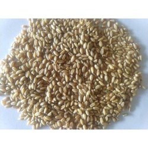 Natural Taste Good Source Of Fiber 100 Percent Pure Organic Dried Brown Wheat Grain