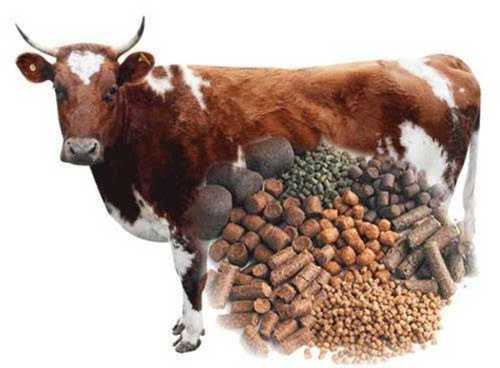 Cattle Feed Available In Pellet And Mash Form, High In Vitamin And Protein