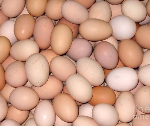 Light Color Brown Country Eggs, For House Use And Business Sale