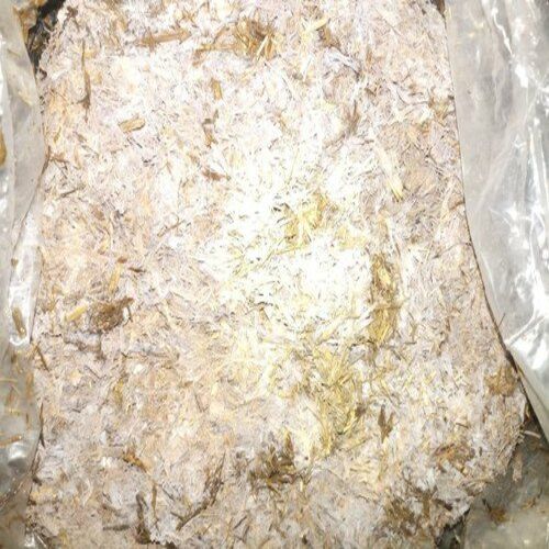Organic Mushroom Kit (Oyster) Compost Plus Spwan Mix Bag