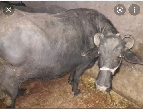 2 Black Buffalo On Sale-Rs58000