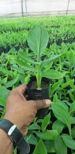 G9 Banana Tissue Culture Plants, Full Sun Exposure Necessities, Green Color