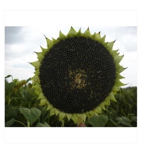 Hybrid And Organic Sunflower Sun Gold Seeds For Agriculture Admixture (%): 1%