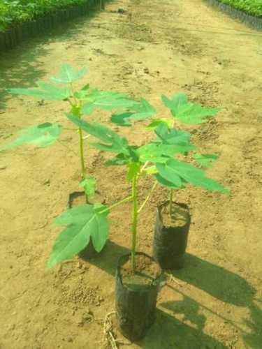 Papaya Plants For Fruits, Full Sun Exposure Necessities, Green Color