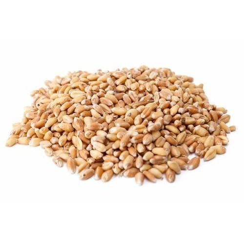 100% Pure Organic Highly Nutrient Enriched Spring Brown Wheat Grain