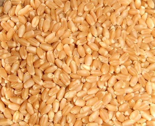 100% Pure Organic Nutrient Enriched Sehori Sharbati Brown Wheat Grain