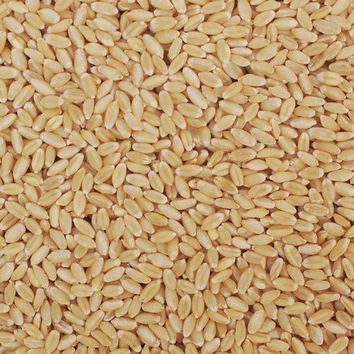 100% Pure Organic Nutrient Enriched Sharbati 306 Lite Brown Wheat Grain