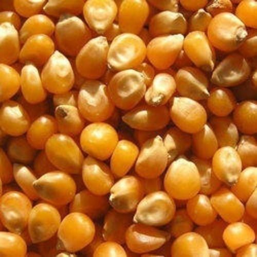 95% Pure Fresh Yellow Maize Seeds For Snacks And Breakfast Cereals