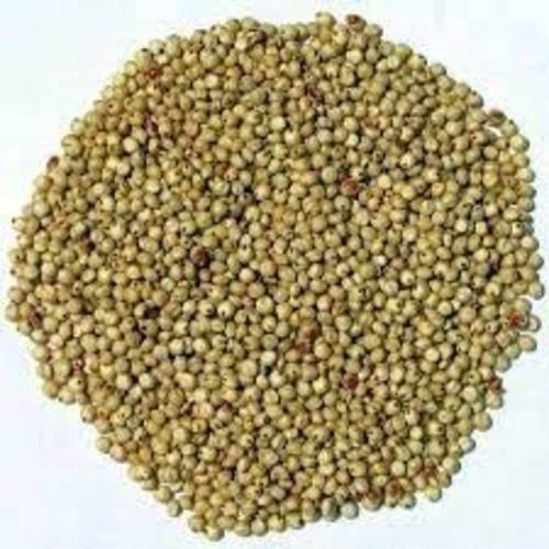 Brown 99% Natural And Pure Dried And Cleaned Coriander Seeds For Spices