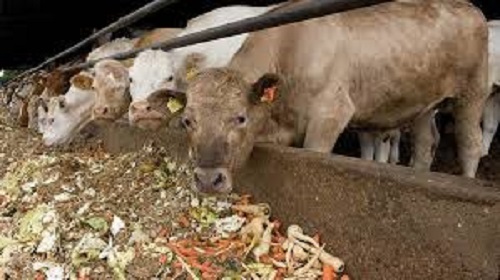 Animal Feed - Yellow Corn Seeds, Dried | 25% Protein, 3.5% Fat, 10% Moisture, Organic, Suitable for Livestock and Poultry, Promotes Digestion