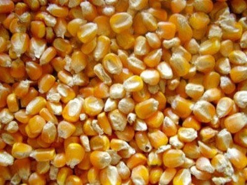 Dried And Organic Maize With 2 Months Shelf Life And Rich In Vitamin C, Calcium