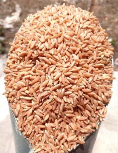 Export Quality Wholesale Price 100% Pure Natural And Fresh Golden Wheat Grain