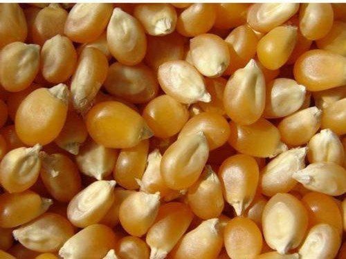 Natural Maize With High In Protein And 2 Months Shelf Life And Rich In Vitamin B12