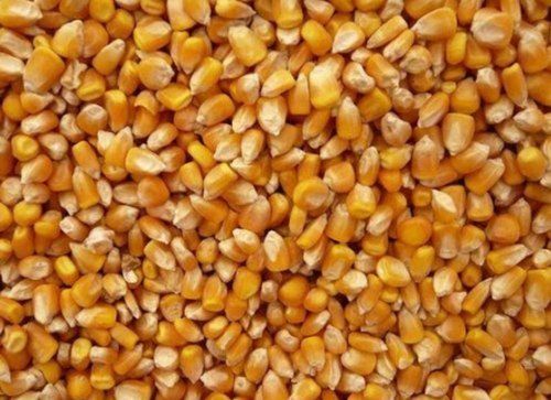 Yellow And Pure Maize With 1 Year Shelf Life And Rich In Protein B12, B6 