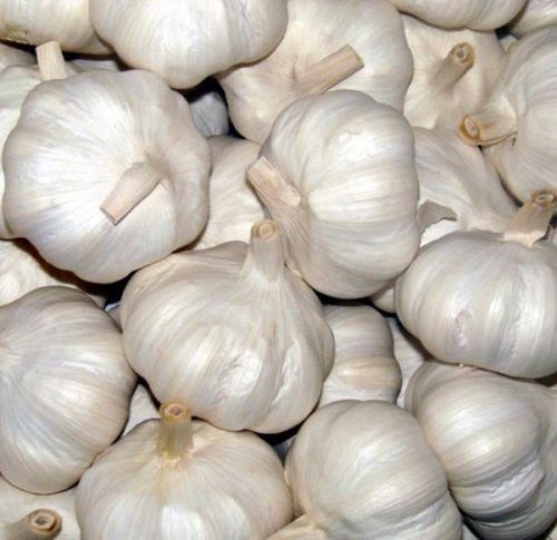 100 % Fresh And Organic Garlic Pure And Natural Savory Delicious Flavor