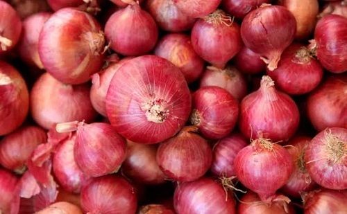 100% Organic And Farm Fresh A Grade Premium Quality Red Color Onion Moisture (%): 99%