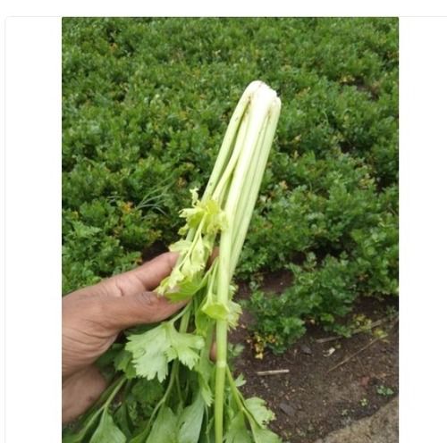 100 Percent Fresh And Pure A Grade Green Fresh Organic Celery Vegetable For Cooking