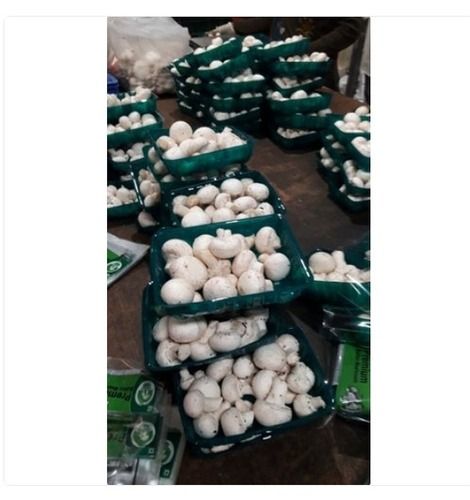 100 Percent Fresh And Pure Cultivate White Natural Button Mushrooms For Cooking