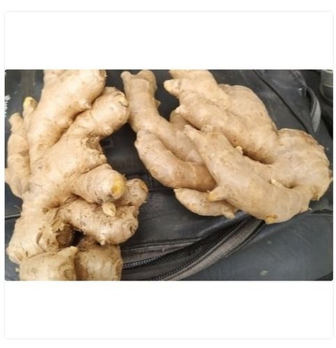 100 Percent Natural And Fresh Dry Ginger Consuming With Vitamin C Or Fiber
