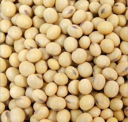 100% Pure And Organic Premium Quality A Grade Cream Color Soybean Seeds Admixture (%): 40%