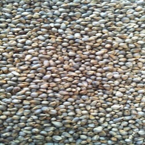 Export Quality Dried And Cleaned Green Indian Foxtail Millet With High Protein Value
