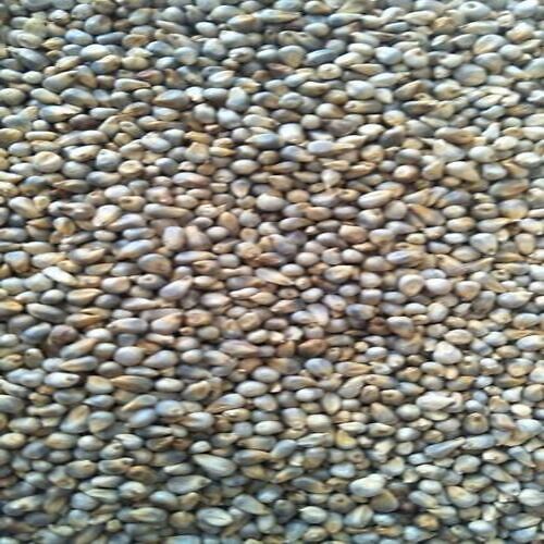 Export Quality Dried And Cleaned Green Indian Foxtail Millet With High Protein Value Broken Ratio (%): 2%