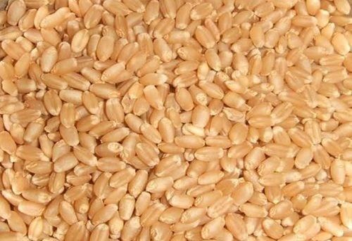 Natural Brown Color Organic Wheat With Grade A, Rich In Fibre And Protein